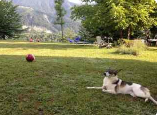 Foto vom Garten Resia (Tarvis und Umgebung)