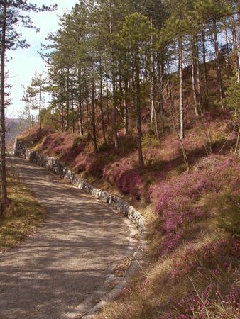 Bildergalerie Sommer