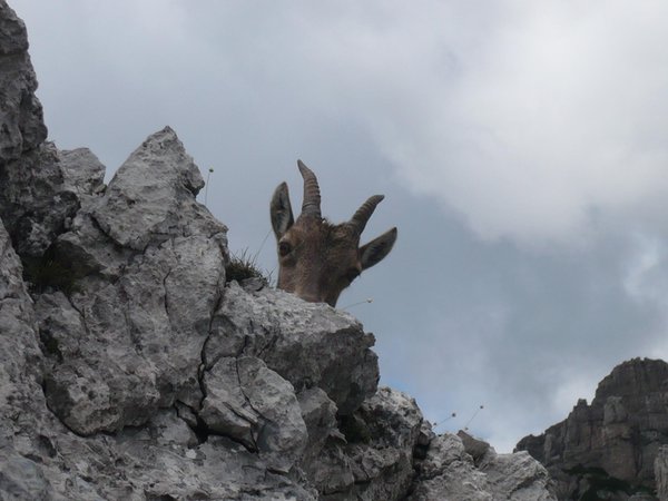 Rifugio Pordenone com.xlbit.lib.trad.TradUnlocalized@1ac6c1ca