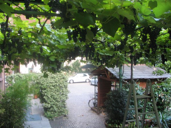 Photo of the garden Morbegno