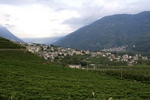 Gallery Valtellina estate