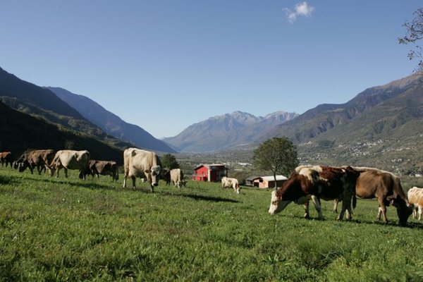 Photo of the animals