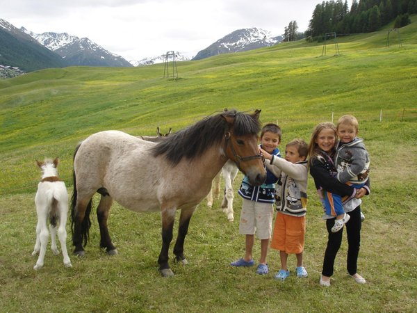 Photo of the animals