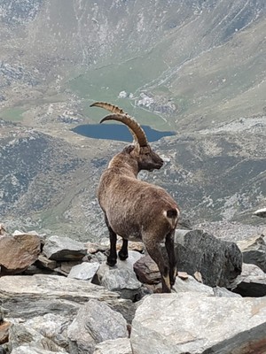 Foto degli animali