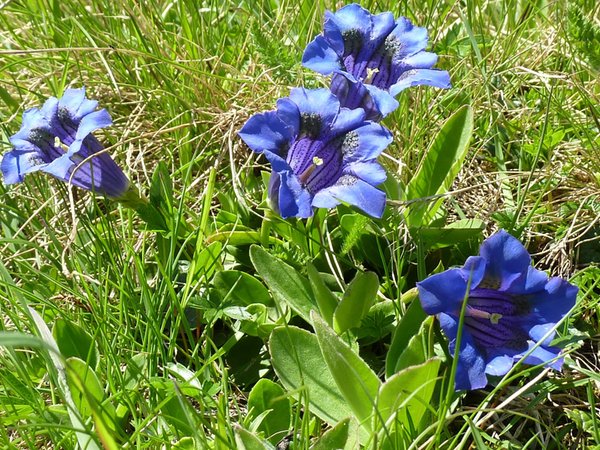Photo gallery summer