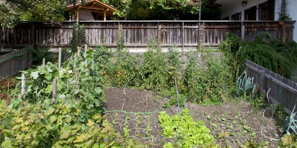 Foto vom Gemüsegarten