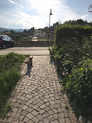 Photo of the garden Castello di Fiemme