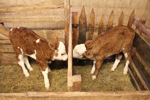 Foto degli animali