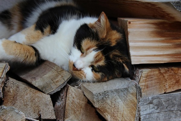 Foto degli animali