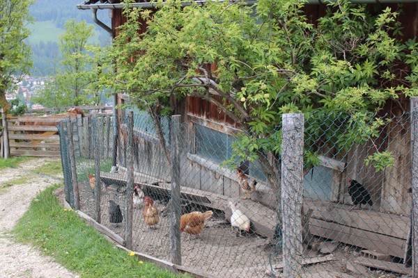 Foto degli animali
