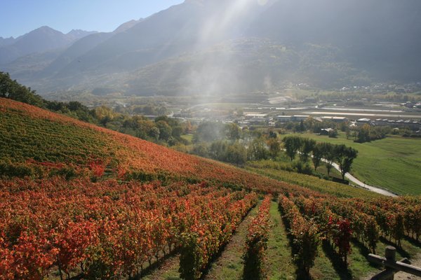 Foto estiva di presentazione Azienda vinicola Grosjean Vins