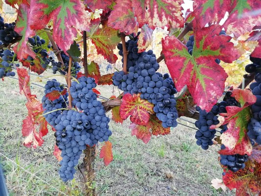 Photo of some details Società Agricola Noussan s.s.
