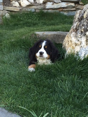 Foto degli animali