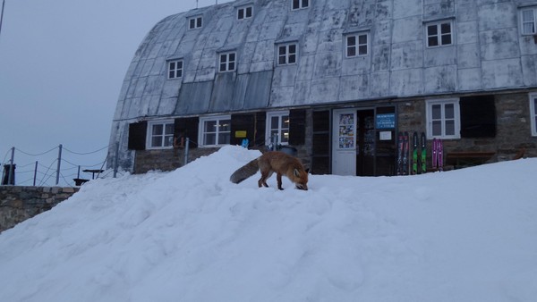 Foto esterno Rifugio con camere Vittorio Emanuele II