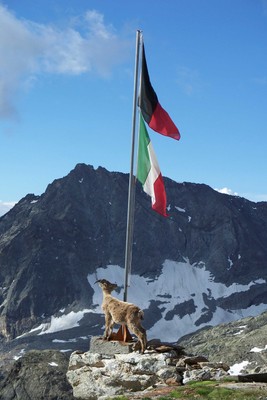 Foto degli animali