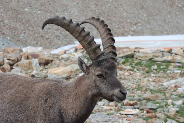 Foto degli animali