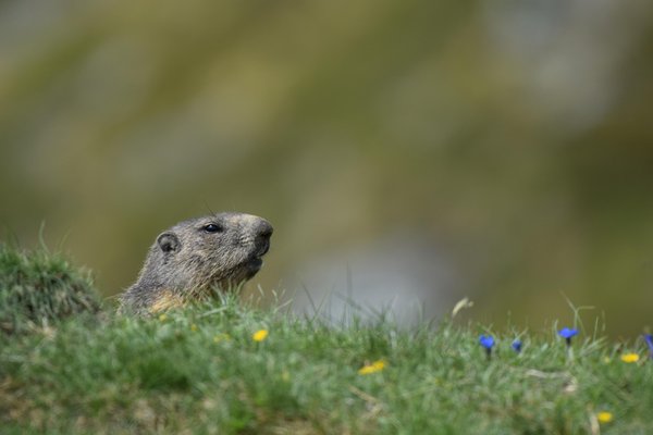 Foto degli animali