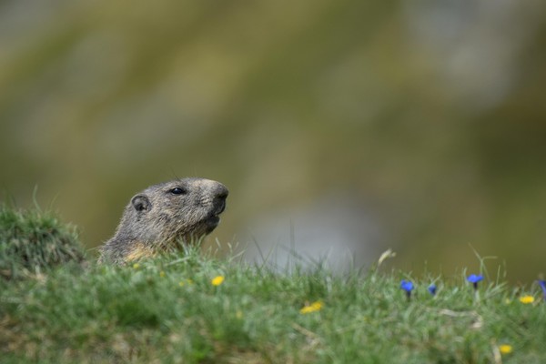 Photo of the animals