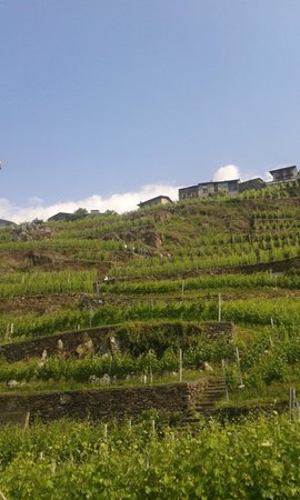 Foto esterno in estate Boffalora