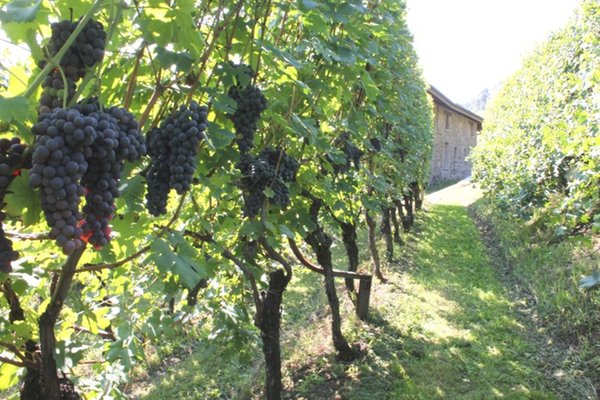 Azienda vinicola La Perla Tirano - Media Valle