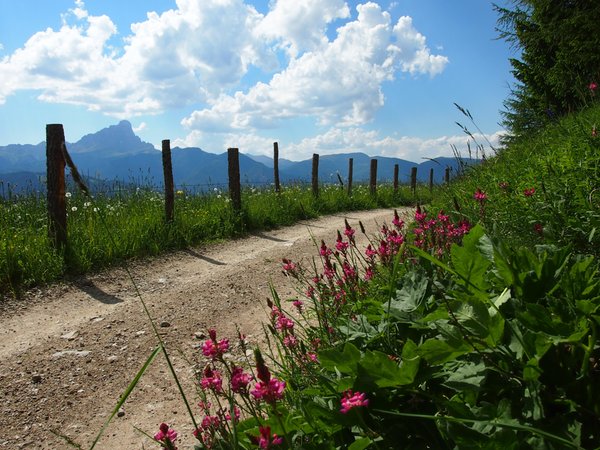 Bildergalerie Sommer