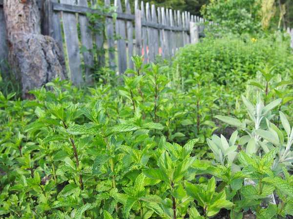 Foto vom Garten La Val