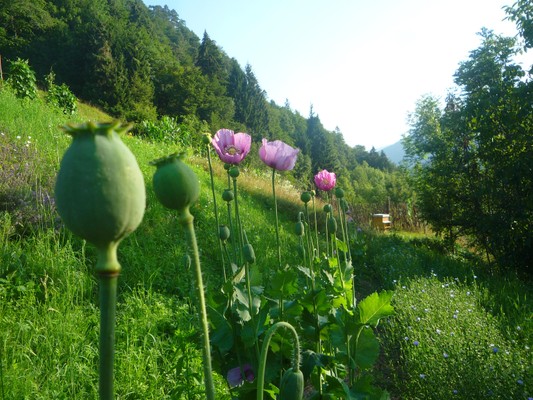 Photo gallery Friulian Alps