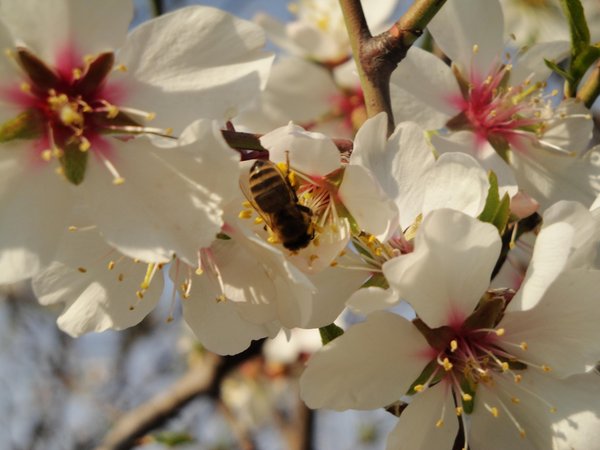 Foto vom Garten Schlaneid (Mölten)