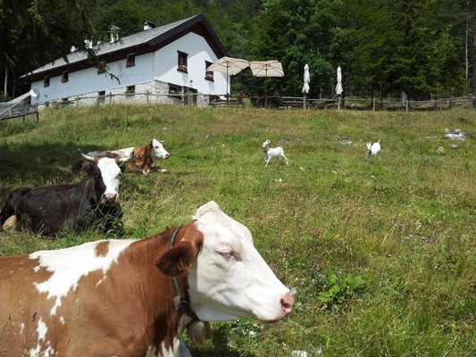 Foto esterno Pensione in agriturismo Plan dei Spadovai