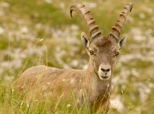 Foto degli animali