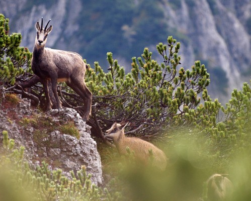 Foto degli animali