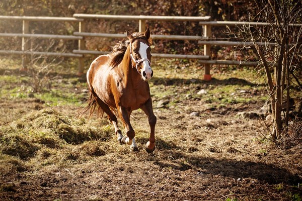 Bram's Ranch - Maneggio Paularo (Carnia)