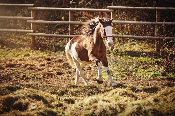 Bram's Ranch - Maneggio Paularo (Carnia)