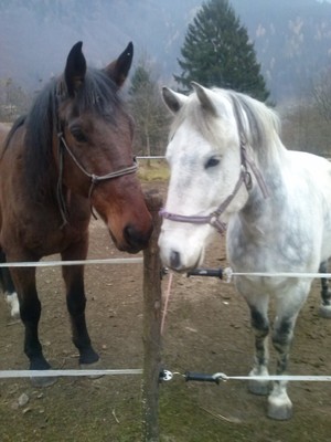 Photo of the animals