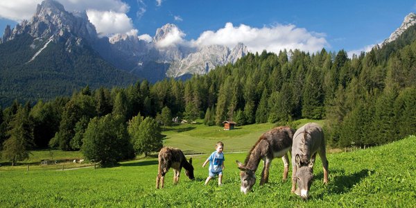 Foto degli animali