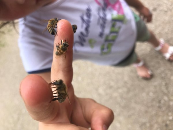 Foto degli animali