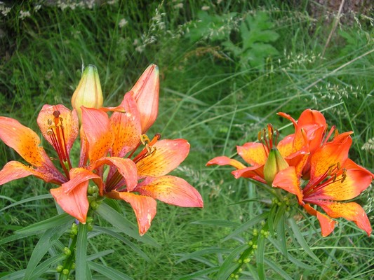 Photo gallery summer