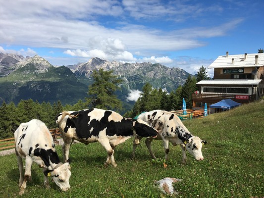 Photo of the animals