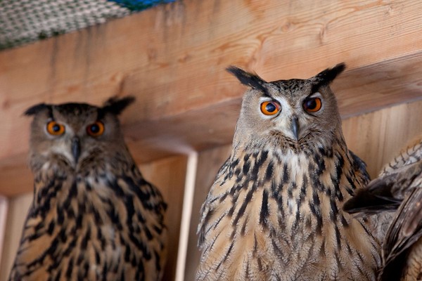 Photo of the animals