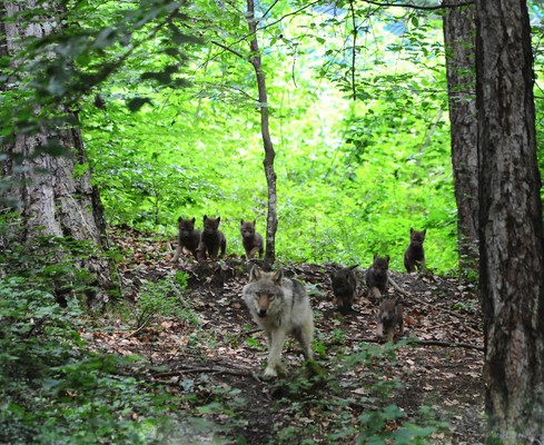 Foto degli animali