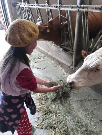 Foto degli animali
