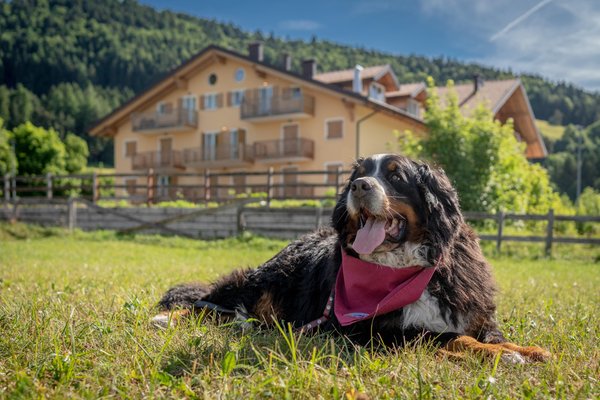 Foto degli animali