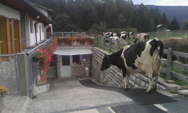 Foto degli animali