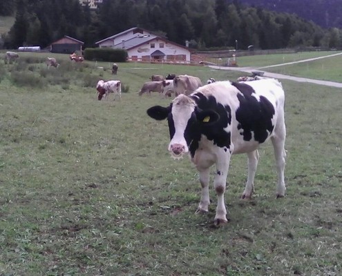 Foto degli animali