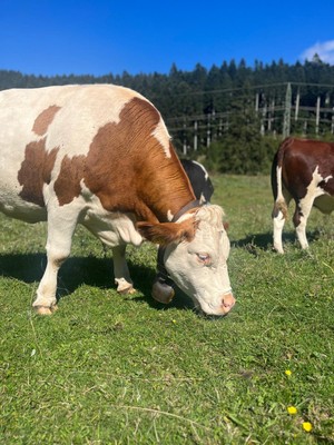 Foto degli animali