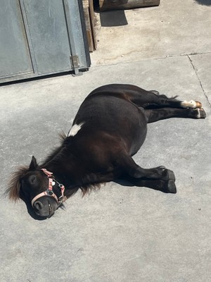 Foto degli animali