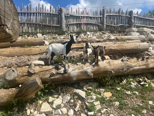 Foto degli animali