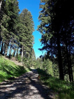 Gallery Alpe Cimbra