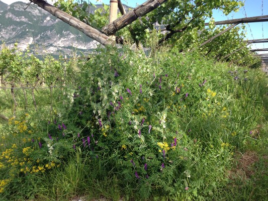 Photo of the garden Lavis (Piana Rotaliana Königsberg)