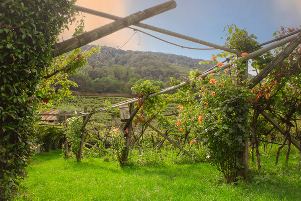Photo of the vegetable garden